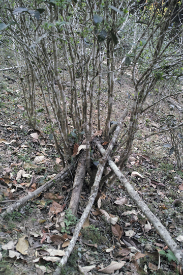 漫撒陰涼紅餅2015年