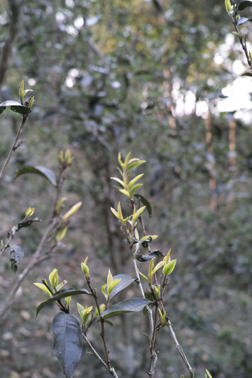 漫撒陰涼紅餅2015年