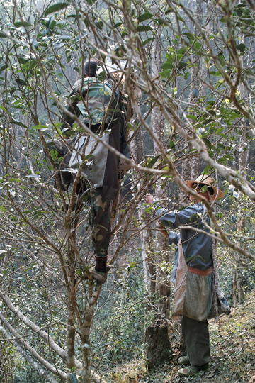 漫撒陰涼紅餅2015年