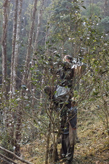 漫撒陰涼紅餅2015年