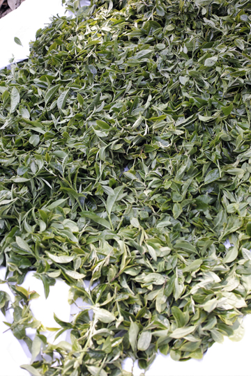 漫撒陰涼紅餅2015年