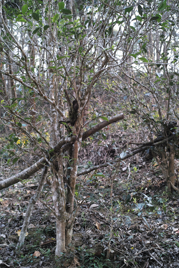 漫撒陰涼紅餅2015年