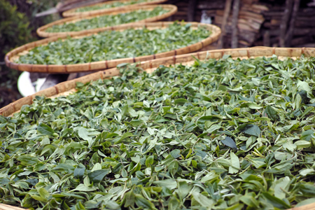 漫撒陰涼紅餅2015年