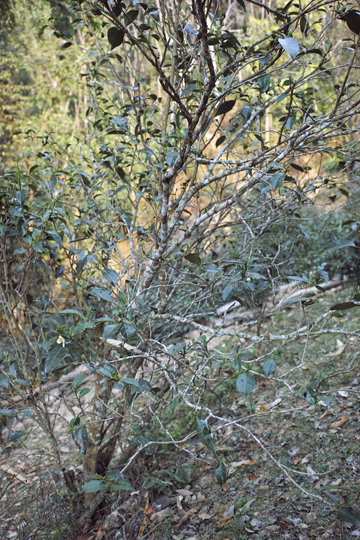 漫撒陰涼紅餅2015年