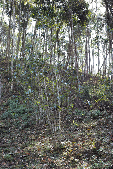 漫撒陰涼紅餅2015年