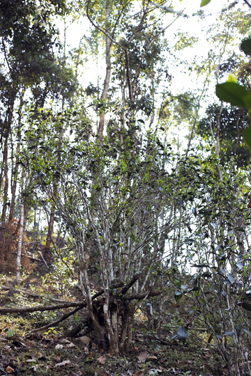 漫撒陰涼紅餅2015年