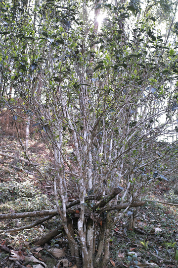 漫撒陰涼紅餅2015年