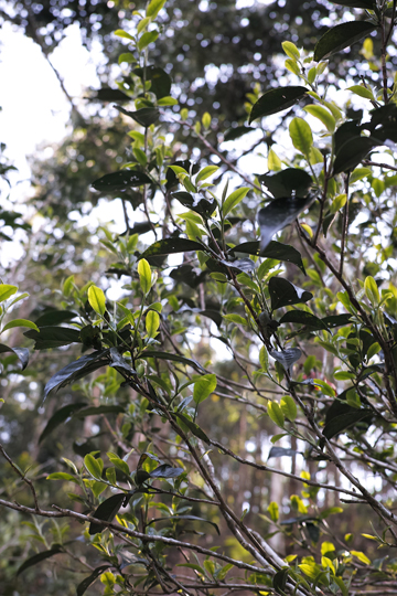 漫撒陰涼紅餅2015年