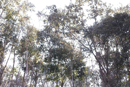 漫撒陰涼紅餅2015年