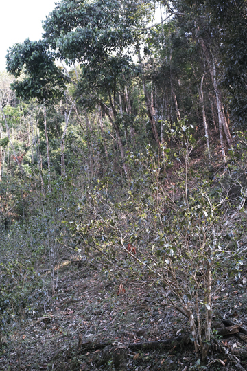 漫撒陰涼紅餅2015年