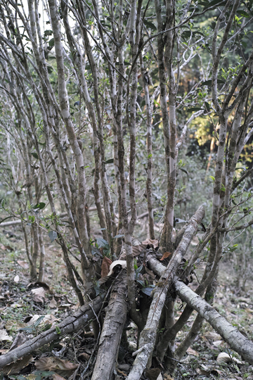 漫撒陰涼紅餅2015年