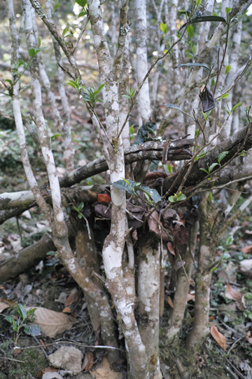 漫撒陰涼紅餅2015年