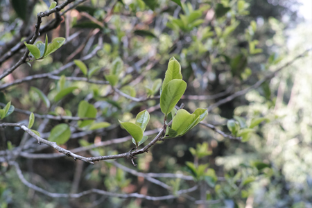 漫撒陰涼紅餅2015年