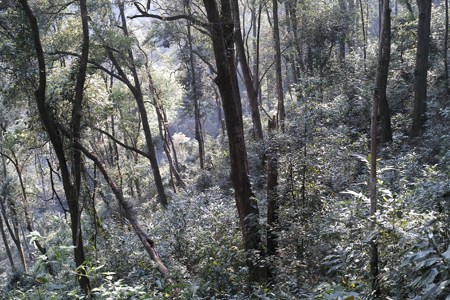一扇磨青餅2016年