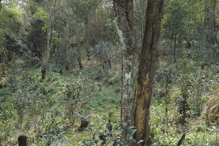 漫撒一水紅餅2016年
