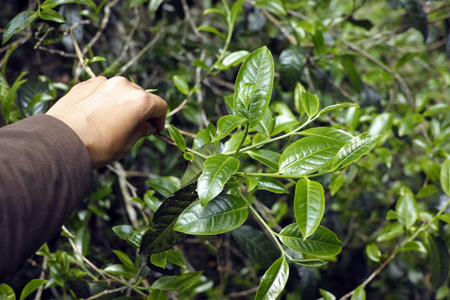 漫撒一水紅餅2016年