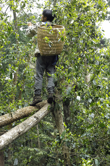 漫撒一水紅餅2016年