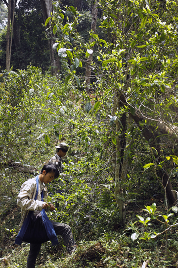漫撒一水紅餅2016年