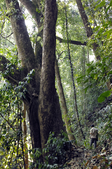 漫撒一水紅餅2016年