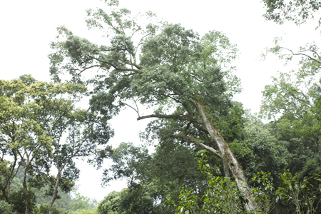 漫撒一水紅餅2016年