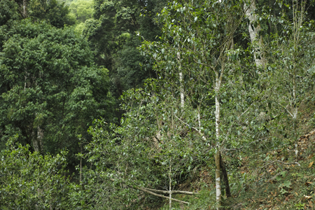 漫撒一水紅餅2016年