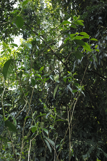 漫撒一水紅餅2016年