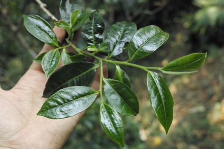 漫撒一水紅餅2016年