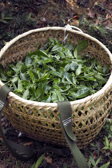 漫撒一水紅餅2016年