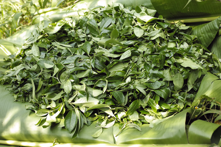 漫撒一水紅餅2016年