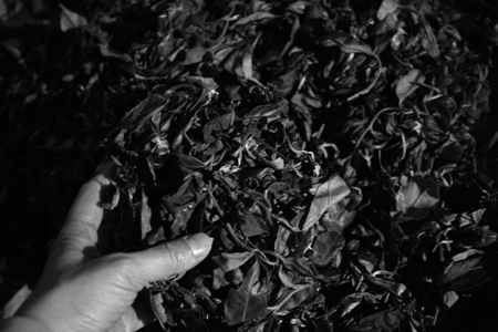 漫撒一水紅餅2016年