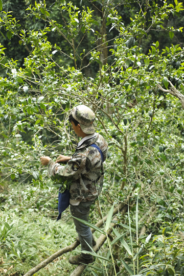 漫撒一水紅餅2016年