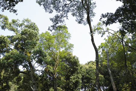漫撒春眠紅餅2016年