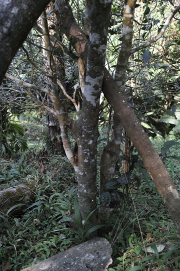 漫撒春眠紅餅2016年