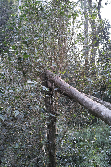 漫撒春眠紅餅2016年