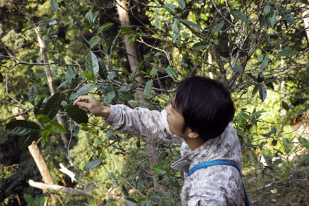 漫撒春眠紅餅2016年