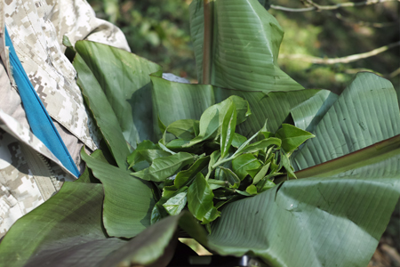 漫撒春眠紅餅2016年