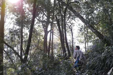 漫撒春眠紅餅2016年