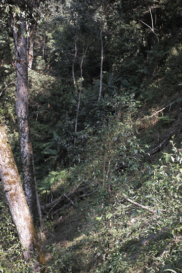 漫撒春眠紅餅2016年