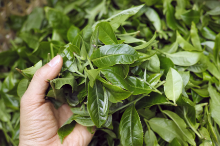 漫撒一水紅餅2016年