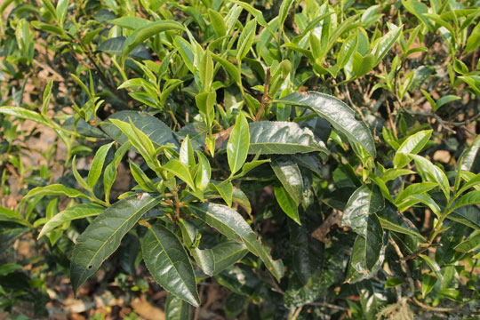 易武山　古茶樹　品種