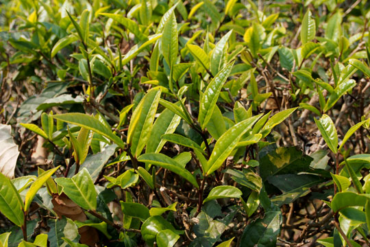 易武山　古茶樹