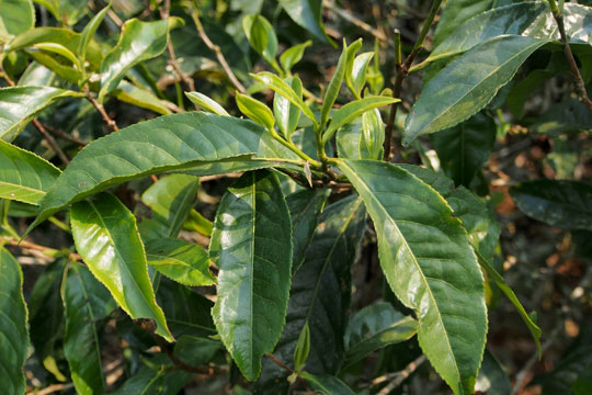 易武山 古茶樹 品種