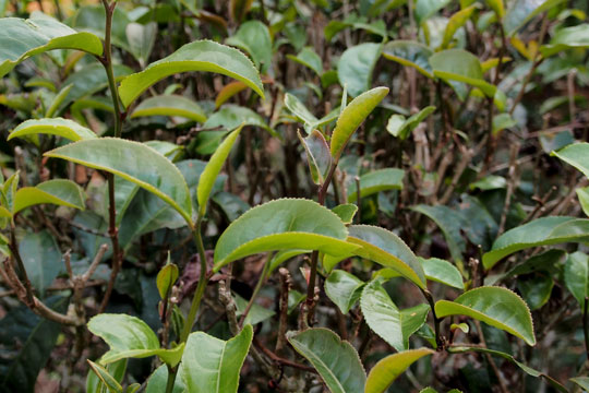 易武山　古茶樹　品種