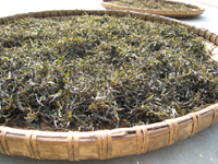 攸楽山古樹春茶09年