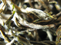 攸楽山古樹春茶09年