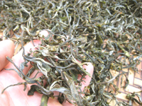 攸楽山古樹春茶09年