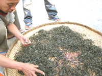 攸楽山古樹春茶09年