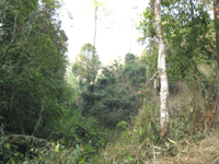 攸楽山古樹春茶09年