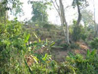 攸楽山古樹春茶09年