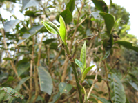 攸楽山古樹春茶09年